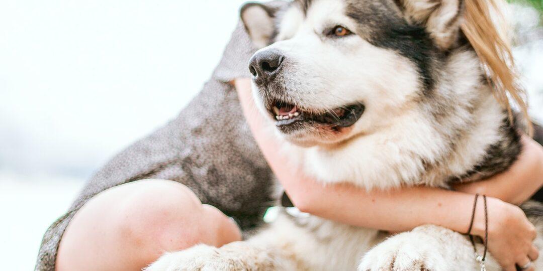Hund und Frauchen