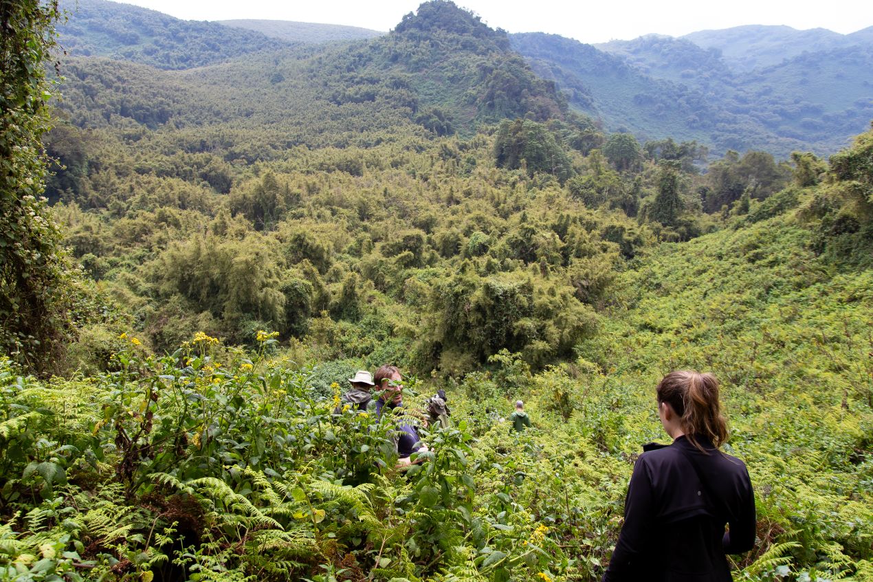 Gruppe von Wanderern im grünen Regenwald während einer Tansania Safari