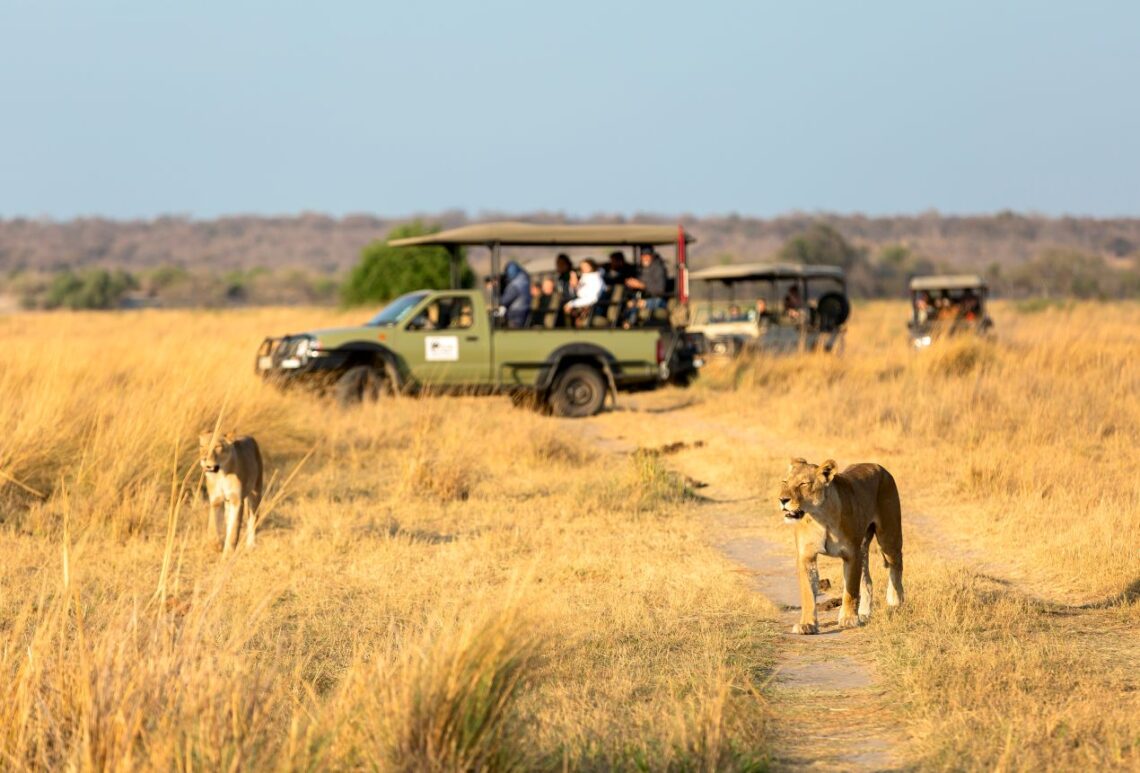 afari-Jeep in der Savanne mit Löwen, die hautnah beobachtet werden können, während einer Tansania Safari